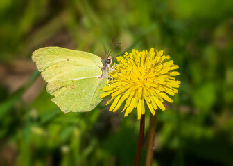 butterfly on flower
Gonepteryx rhamni