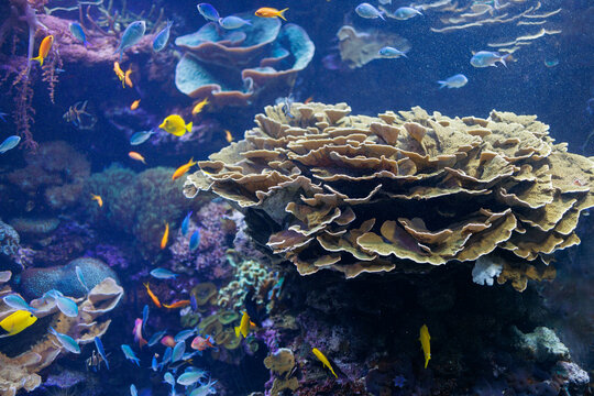 Fishes and Corals inside a Big Blue Aquarium Tank