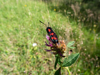 Close-up of the Narrow-bordered five-spot burnet (Zygaena lonicerae) on a flower in summer. The forewings have five crimson spots and a black basic colour, with a strong bluish reflection