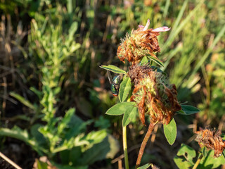 Close-up of the adult Common greenbottle, green blow fly (Lucilia caesar) sitting on a flower surrounded with green vegetation
