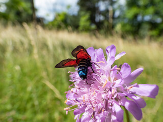Close-up of the Narrow-bordered five-spot burnet (Zygaena lonicerae) on a flower in summer. The forewings have five crimson spots and a black basic colour, with a strong bluish reflection