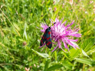 Close-up of the Narrow-bordered five-spot burnet (Zygaena lonicerae) on a flower in summer. The forewings have five crimson spots and a black basic colour, with a strong bluish reflection