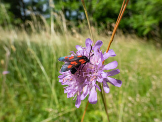 Close-up of the Narrow-bordered five-spot burnet (Zygaena lonicerae) on a flower in summer. The forewings have five crimson spots and a black basic colour, with a strong bluish reflection