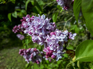 Common Lilac (Syringa vulgaris) blooming with violet-lavender double flowers that emerge from purple buds in panicles