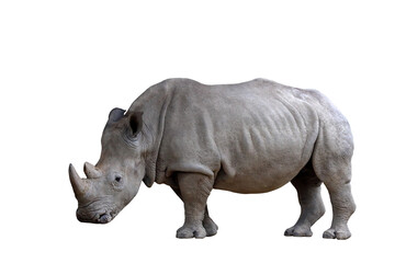 Fototapeta premium Rhinoceros isolated on transparent background png file