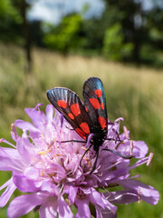 Close-up of the Narrow-bordered five-spot burnet (Zygaena lonicerae) on a flower in summer. The forewings have five crimson spots and a black basic colour, with a strong bluish reflection