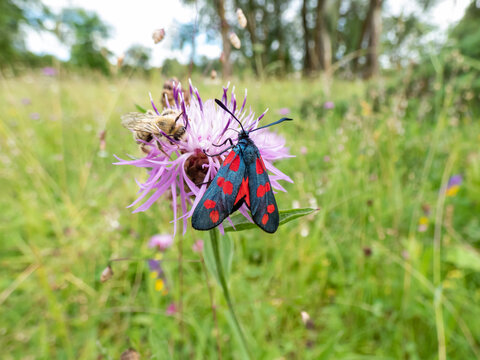 Close-up of the Narrow-bordered five-spot burnet (Zygaena lonicerae) on a flower in summer. The forewings have five crimson spots and a black basic colour, with a strong bluish reflection