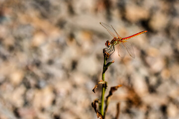 Red dragonfly in front of the wall in the background