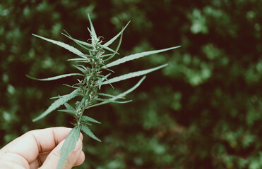 marijuana leaves  on  hand