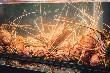 lobster