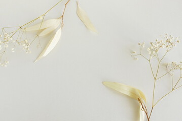 Dried White gypsophila flowers and white eucalyptus leaves frame close up on beige  background...