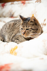 かわいい猫