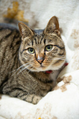 Obraz premium かわいい猫