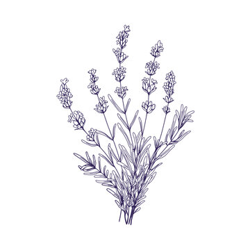 recommend clip art: Lavender flowers bunch. Outlined botanical retro drawing of lavanda bouquet. Engraved floral plant, lavandula stems, wildflowers. Hand-drawn etched vector illustration isolated on white background