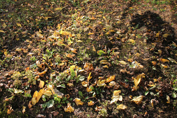 fallen leaves in a garden in france
