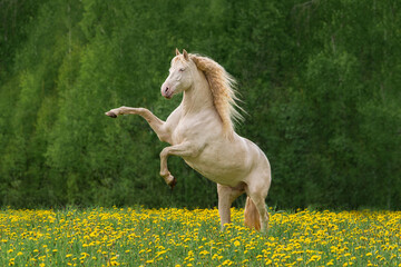 Beautiful andalusian horse rearing up in the field with flowers - 560964835