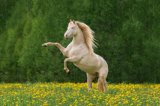 Beautiful andalusian horse rearing up in the field with flowers