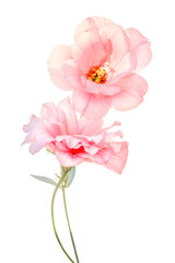 Pink eustoma flower isolated on white background.