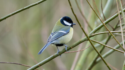 Great tit, Slimbridge, England