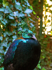 Wildlife bird. Himalayan monal (Lophophorus impejanus), also known as the Impeyan monal.