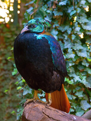 Wildlife bird. Himalayan monal (Lophophorus impejanus), also known as the Impeyan monal.
