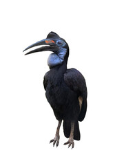 abyssinian ground hornbill (bucorvus abyssinicus) isolated on white background