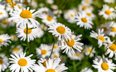 Flowers "Daisies" close-up on the background of greenery in summer