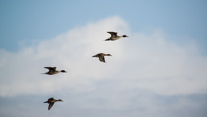 Northern Pintails in flight, Slimbridge, England