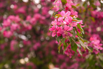 Branch of Flowering Pink Blossoms on a Tree in Springtime
