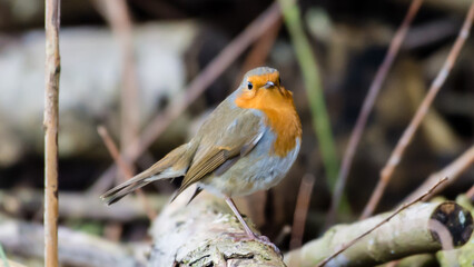 European Robin, Slimbridge, England