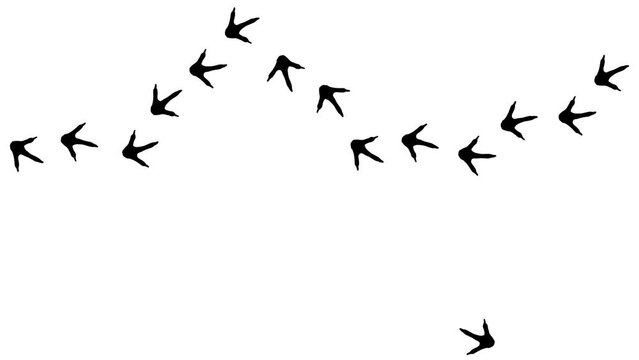 Loop animation of the black silhouette of the footprints of a bird.  Cartoon funny bird print along the path. Trajectories that follow the path of movement. Animation of dove paw prints 