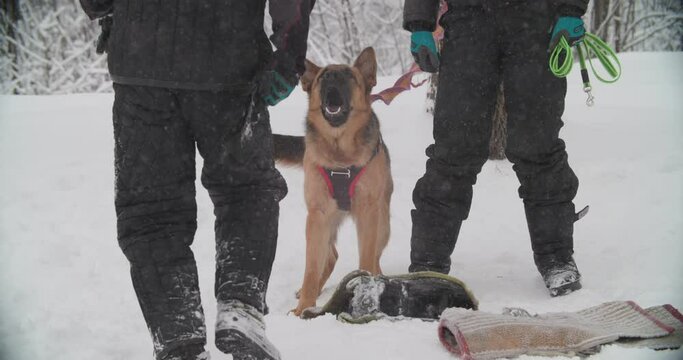 Barking Dog Alsatian Wolf Dog. German Shepherd Dog Training. Winter Season. Training Of Purebred Adult Alsatian Wolf Dog. Obedience Training.