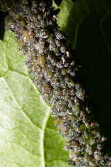 Aphids, plant lice, greenflies, blackflies or whiteflies, Cinara palaestinensis, the Aleppo pine aphid, Hemiptera Aphididae