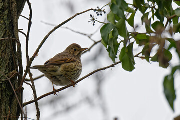 Grive musicienne -Turdus philomelos