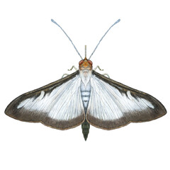 Boxtree Moth - obrazy, fototapety, plakaty