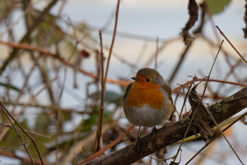 rouge gorge