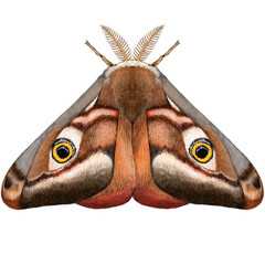 Emperor Moth