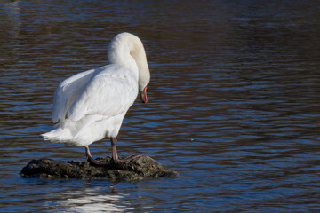 Cygne