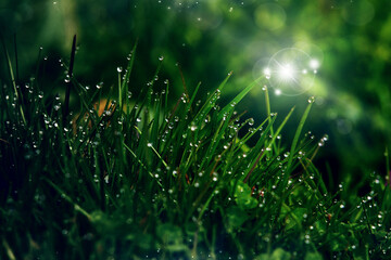 juicy juicy green grass in a meadow with drops of water dew in the morning light in spring summer...