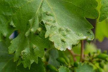 Grapevine leaves with Erinosis, a disease of the mite Colomerus vitis.