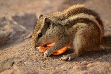 Naklejka na ściany i meble squirrel eating nut