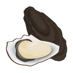 Vector illustration of oyster and shell.