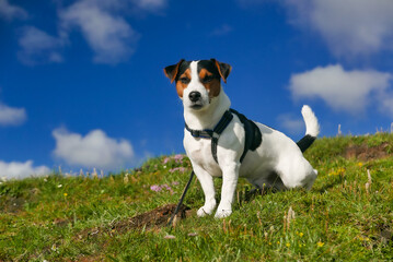 jack russell terrier, pet, jack russell in mountain