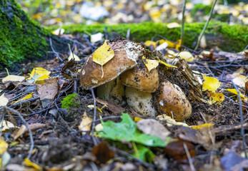 Three young porcini mushrooms come out from under the leaves.