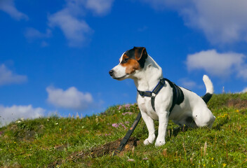 jack russell terrier, pet, dog on the grass