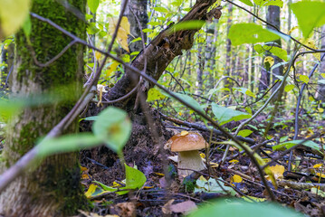 A white mushroom with a strong leg in a wet forest .