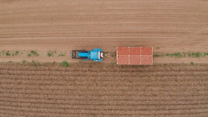 a blue tractor is carrying potatoes. Harvesting period from the fields. The farmer is carrying potatoes grown in his field. fresh vegetables. tractor with trailer. 4k Aerial Footage