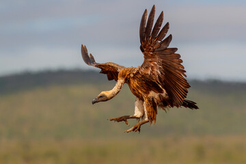 White backed vulture (Gyps africanus) flying before landing in Zimanga Game Reserve in Kwa Zulu Natal in South Africa