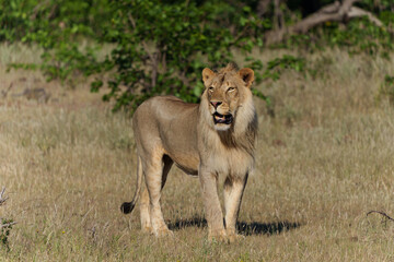 Fototapeta na wymiar Lion (Panthera leo) male hunting in Mashatu Game Reserve in the Tuli Block in Botswana