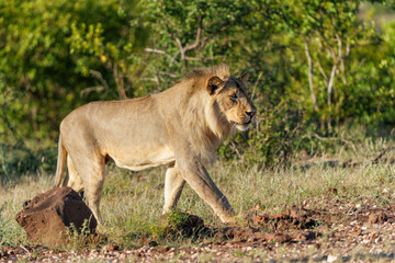 Obraz na płótnie Canvas Lion (Panthera leo) male hunting in Mashatu Game Reserve in the Tuli Block in Botswana